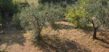 Il Poggetto Hotel